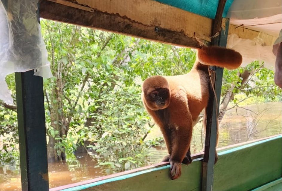 Iquitos: Full Day Wildlife in the Amazon - Key Points