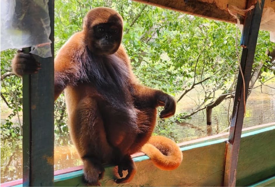 Iquitos: Full Day Wildlife in the Amazon - Itinerary Highlights