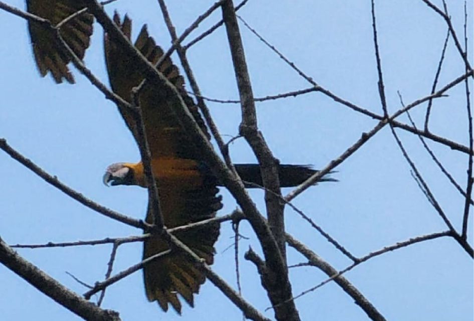 Iquitos: Full Day Wildlife in the Amazon - Experience and Activities