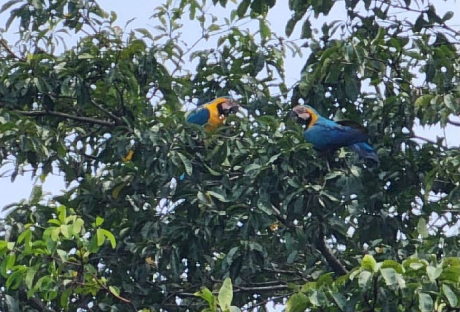 Iquitos: Full Day Wildlife in the Amazon - Recap