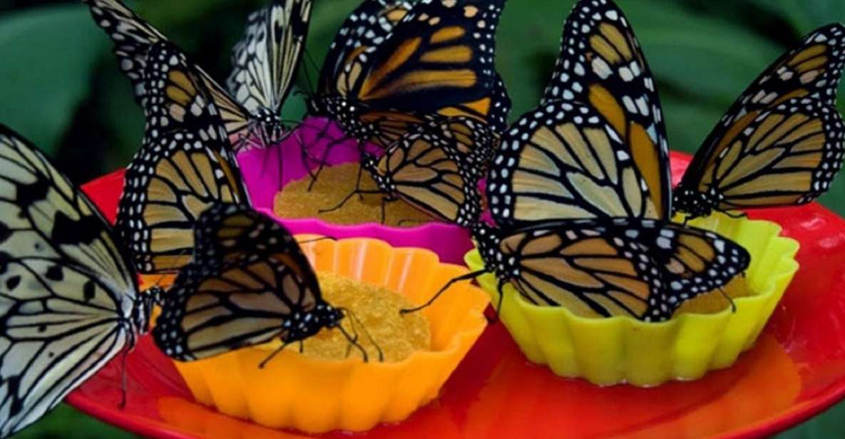 Iquitos: Pilpintuwasi Butterfly Farm Tour - Itinerary Highlights