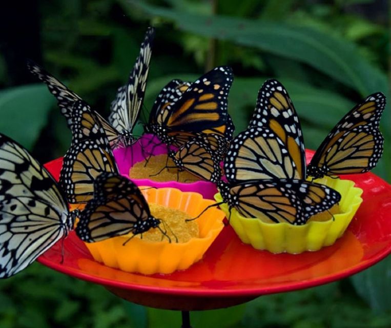 Iquitos: Pilpintuwasi Butterfly Farm Tour - Wildlife and Biodiversity