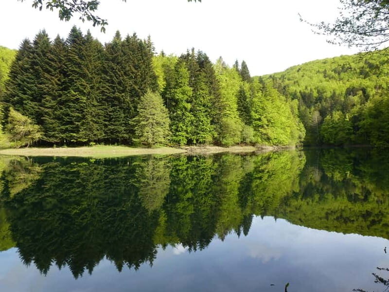Irati Forest and Ochagavía Excursion - Key Points
