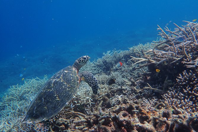 [Iriomote] Canoe Tour + Snorkeling Tour at Coral Island - Meeting and Pickup Locations