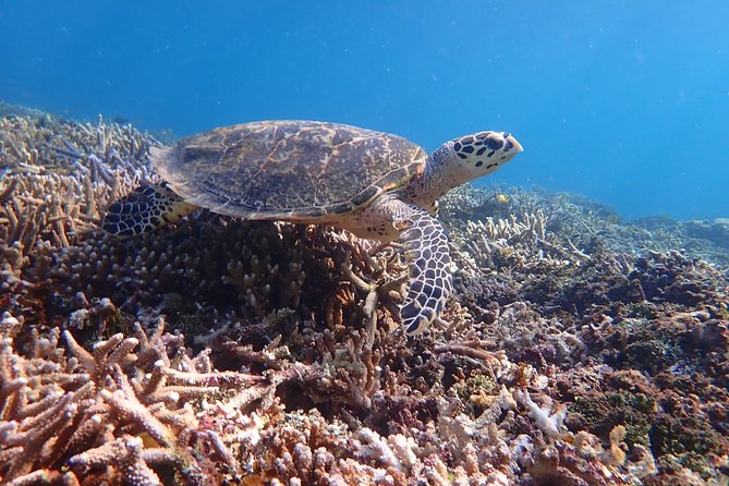 [Iriomote] Canoe Tour + Snorkeling Tour at Coral Island - Tour Group Size Limitations