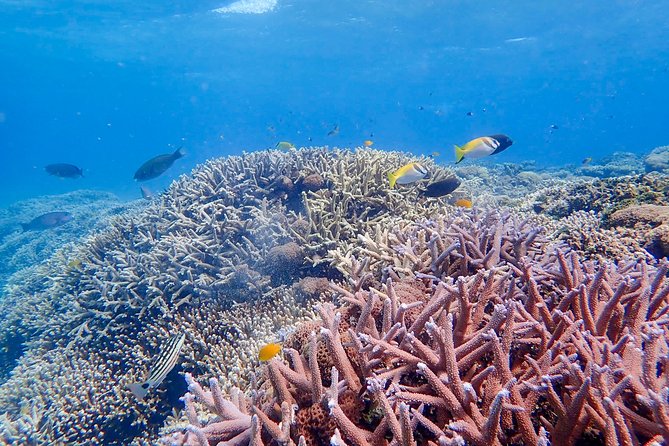 [Iriomote] Canoe Tour + Snorkeling Tour at Coral Island - Cancellation and Refund Policy