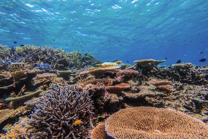 [Iriomote] Canoe Tour + Snorkeling Tour at Coral Island - Customer Reviews and Feedback