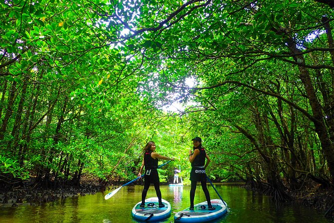 Iriomote Sup/Canoe in a World Heritage&Limestone Cave Exploration - Navigating the Limestone Caves