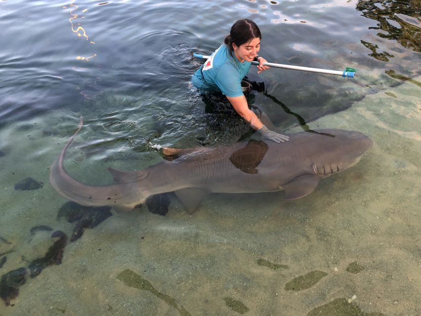 Irukandji Entry Pass & Reef Shark Encounter (12+) - Pricing Information