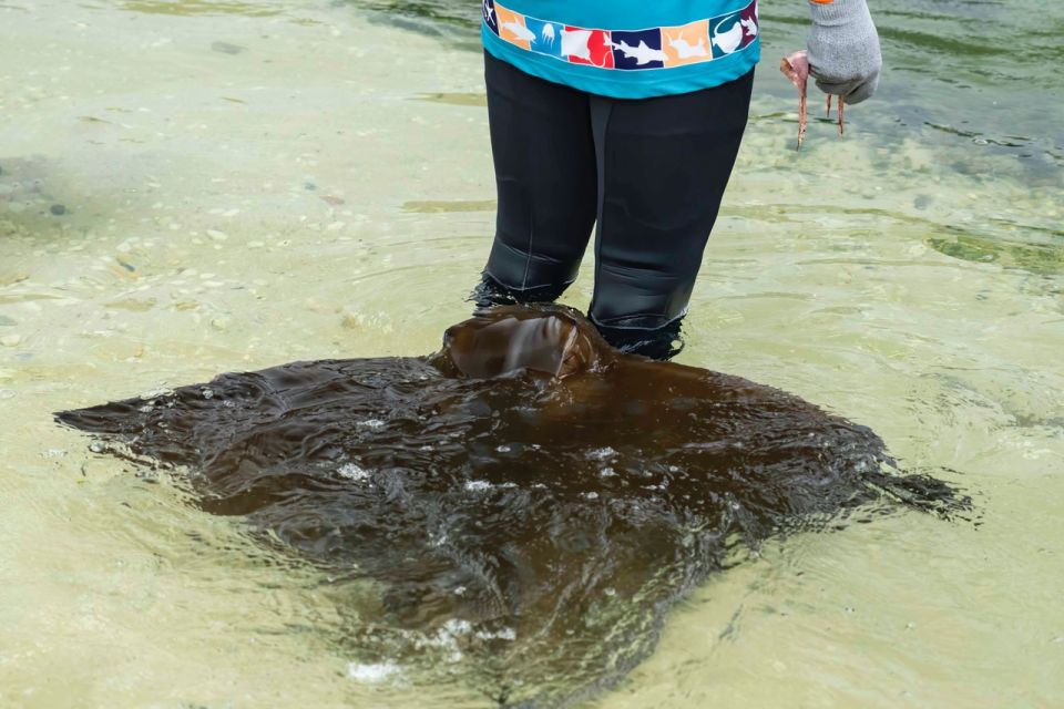 Irukandji Entry Pass & Stingray Snorkel (12+) - Key Points