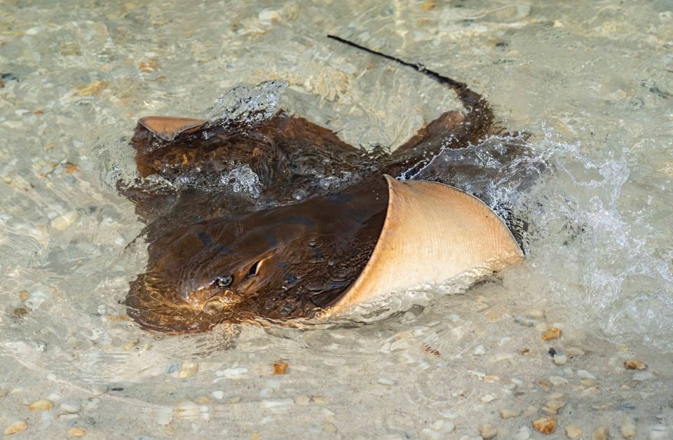 Irukandji Entry Pass & Stingray Snorkel (12+) - Recap