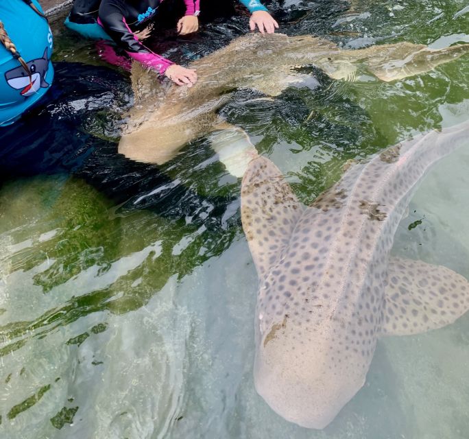 Irukandji Entry Pass & Zebra Shark Encounter - Private Group Highlights