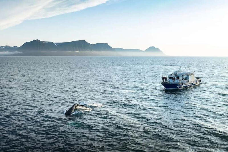 Ísafjörður: Midnight Whale Watching Tour with Hydrophone - The Sum Up