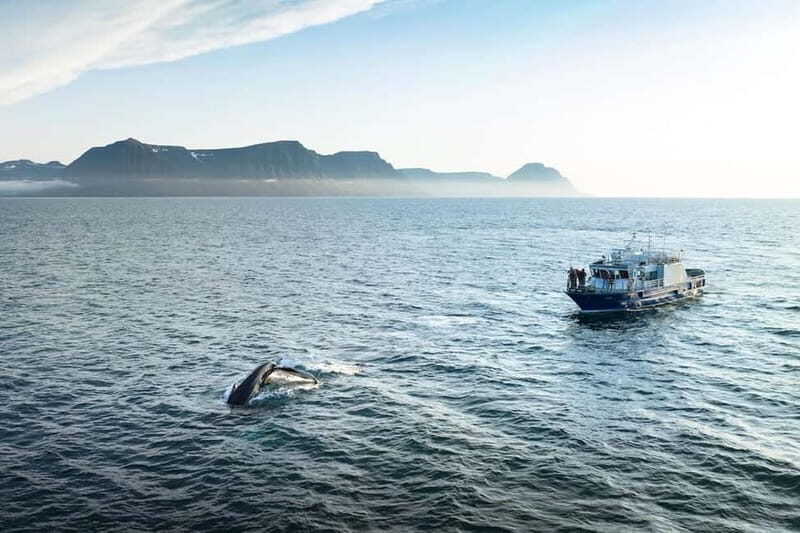 Ísafjörður: Westfjords Whale Watching Boat Tour - Key Points