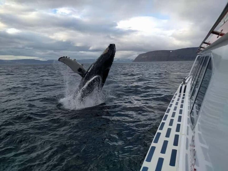 Ísafjörður: Westfjords Whale Watching Boat Tour - The Experience: What to Expect on the Water