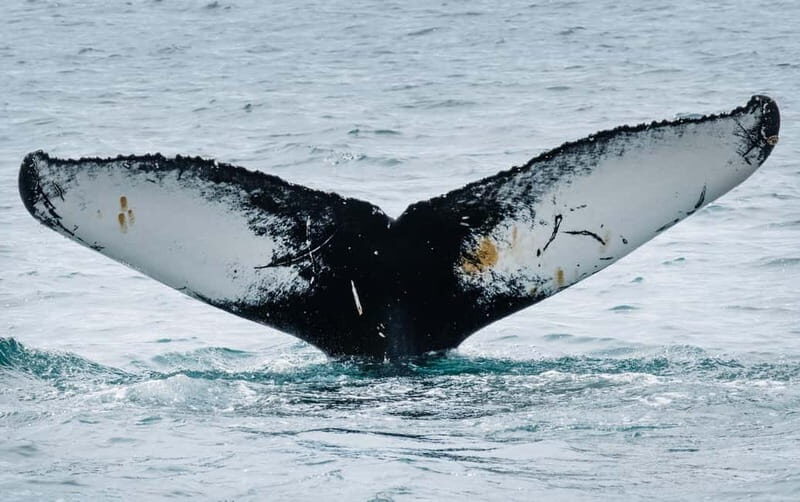 Ísafjörður: Westfjords Whale Watching Boat Tour - Final Thoughts