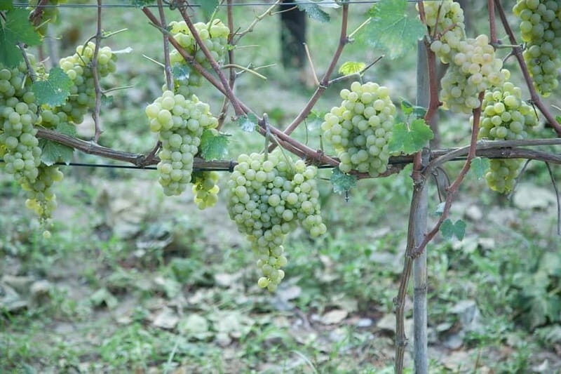 Ischia: Island tour with wine tasting in a typical winery - Ischia: Island Tour with Wine Tasting in a Typical Winery