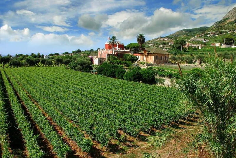 Ischia: Island tour with wine tasting in a typical winery - Who Will Love This Tour?