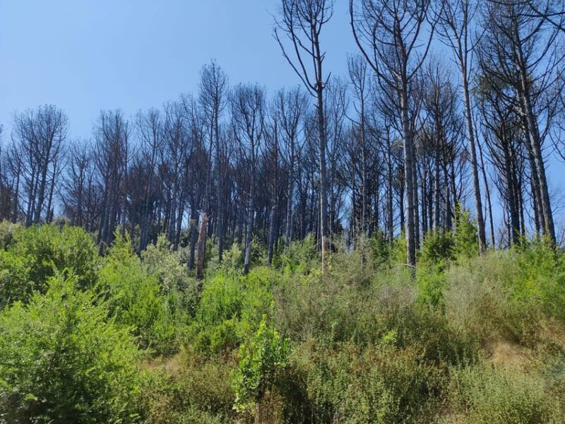 Ischia: Volcano Minibus Tour - Experiencing the Unique Thermal Waters and Volcanic Activity