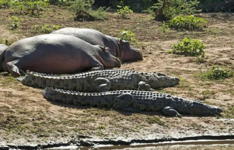 Isimangaliso Wetlands Park Full Day Tour From Durban - Unique Ecosystem Exploration