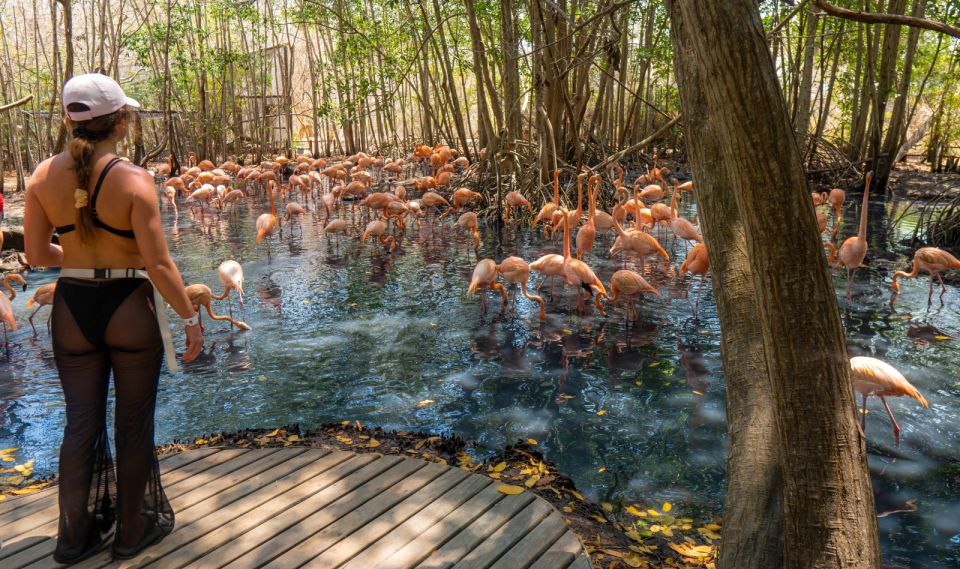 Isla Barú: Beach Club Access and Tour of the National Aviary - Accessing the Beach Club