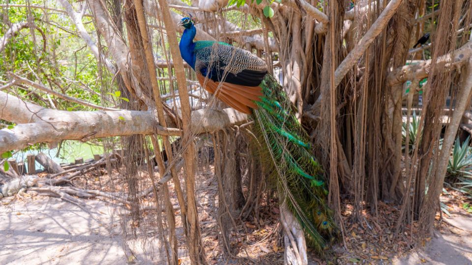 Isla Barú: Beach Club Access and Tour of the National Aviary - Customer Reviews and Insights