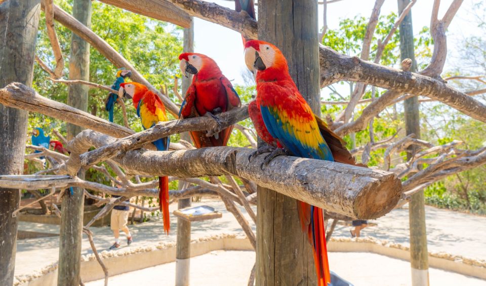 Isla Barú: Beach Club Access and Tour of the National Aviary - Frequently Asked Questions