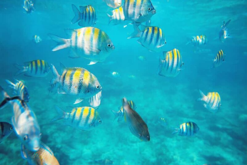 Isla Catalina All Inclusive Snorkel and Beach Day Punta Cana - Who Will Love This Tour?