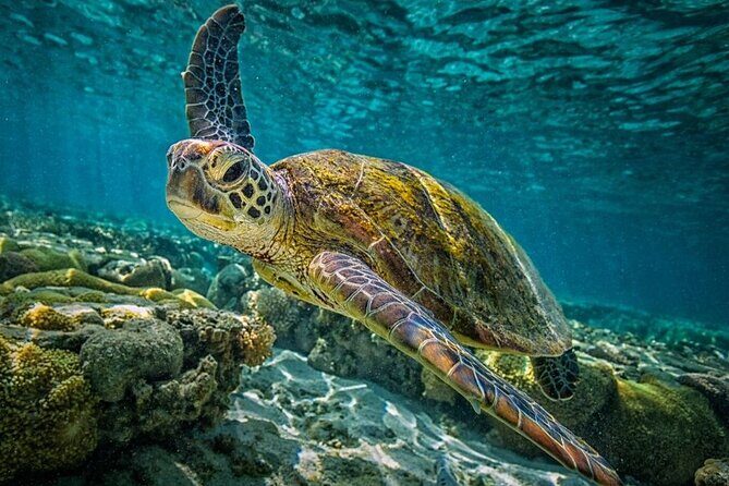 Isla Contoy Day Trip - Key Points