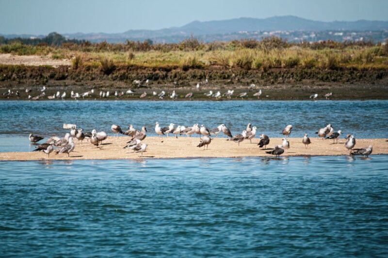 Isla Cristina/Isla Canela: Boat Trip Through the Marshes - Customer Feedback