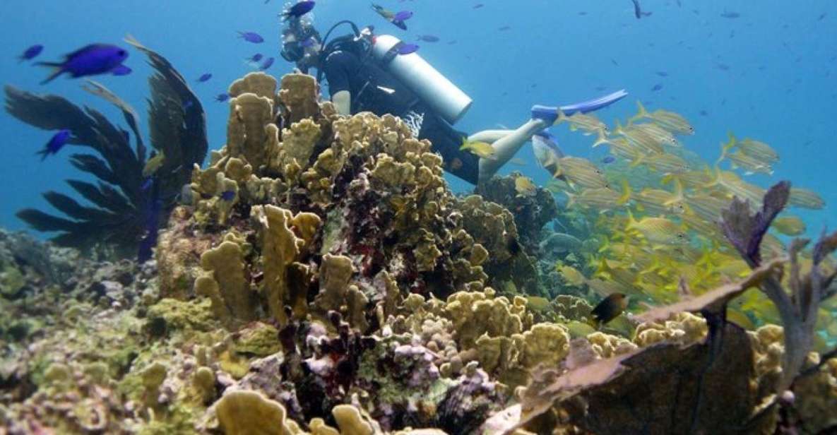 Isla Mujeres: 2-Tank Dive for Certified Divers - Key Points