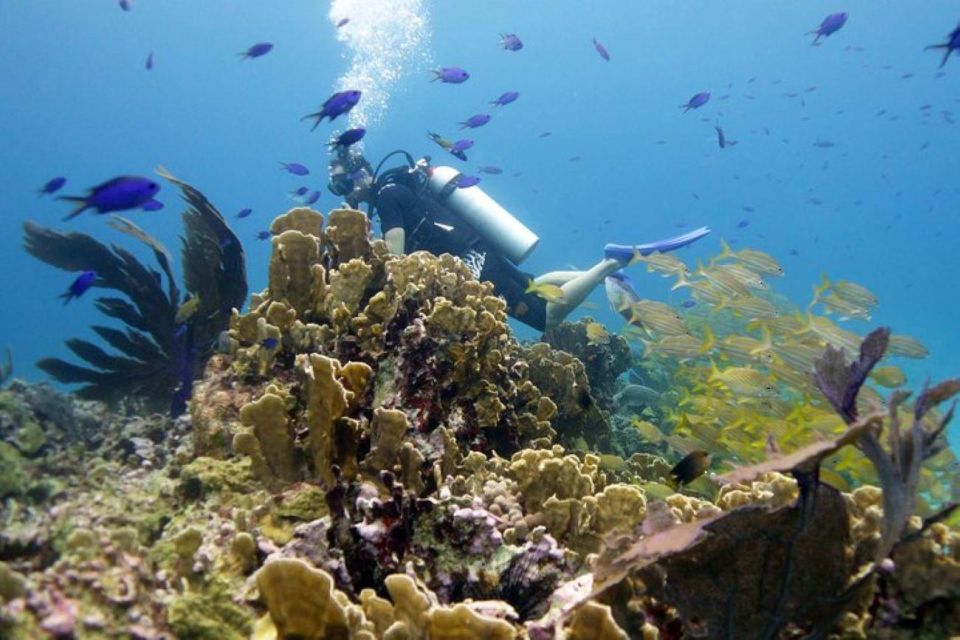Isla Mujeres: 2-Tank Dive for Certified Divers - Discovering Manchones Reef