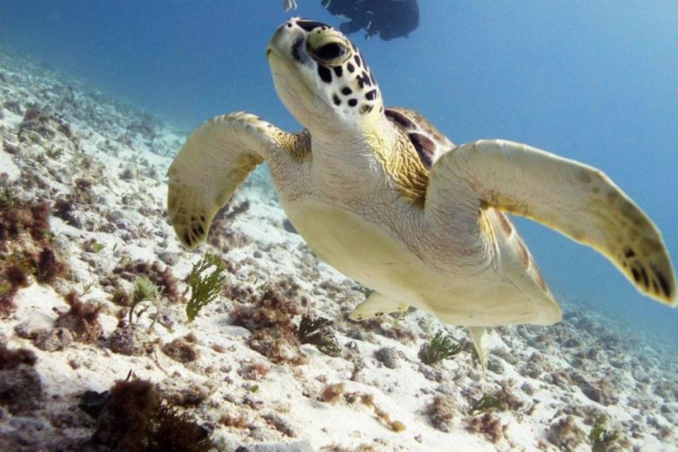 Isla Mujeres: 2-Tank Dive for Certified Divers - Refreshments on the Boat