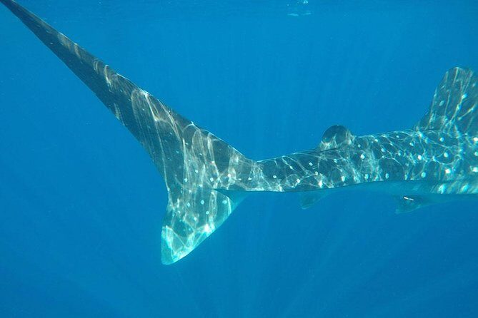 Isla Mujeres Deluxe (boat, Snorkeling, Free Time At Isla Mujeres Downtown-food) - Introduction to the Isla Mujeres Deluxe Tour