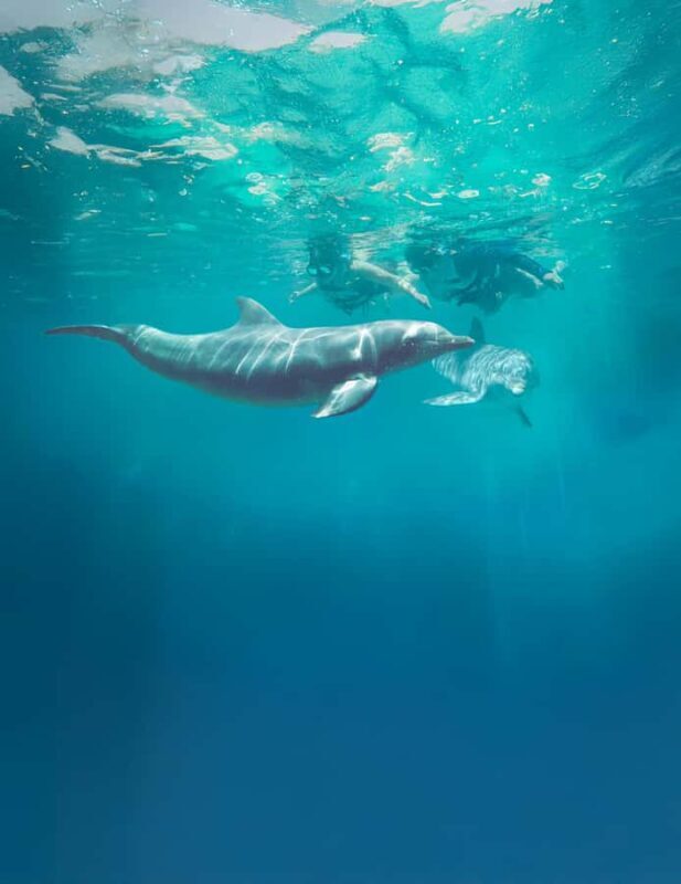 ISLA MUJERES: Dolphin Royal Connection & buffet from Cancun - Who Is This Tour Best For?