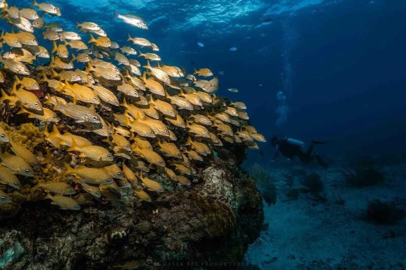 Isla Mujeres - MUSA and the Manchones Reef - Snorkel - Who Will Love This Tour?