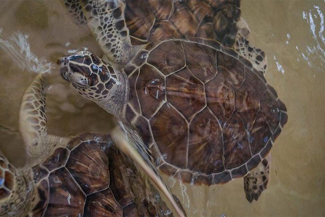 Isla Mujeres Private Excursion - Who Is This Tour Best For?