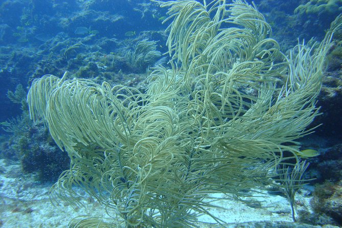 Isla Mujeres Snorkeling Tour - Preparing for the Tour