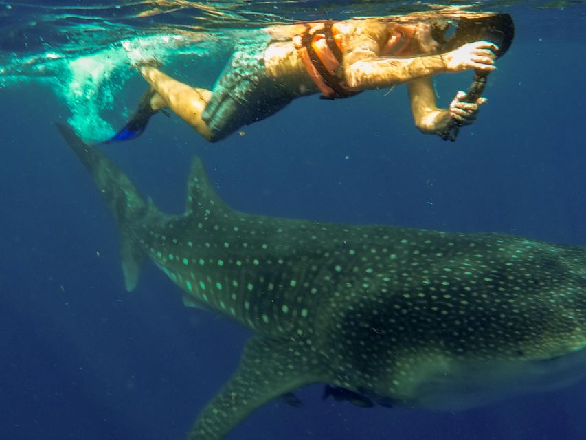 Isla Mujeres: Whale Shark Tour - Key Points