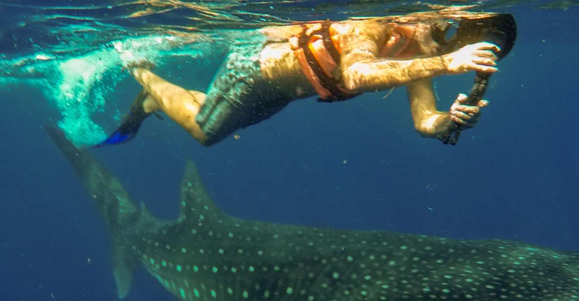 Isla Mujeres: Whale Shark Tour - Highlights of the Tour