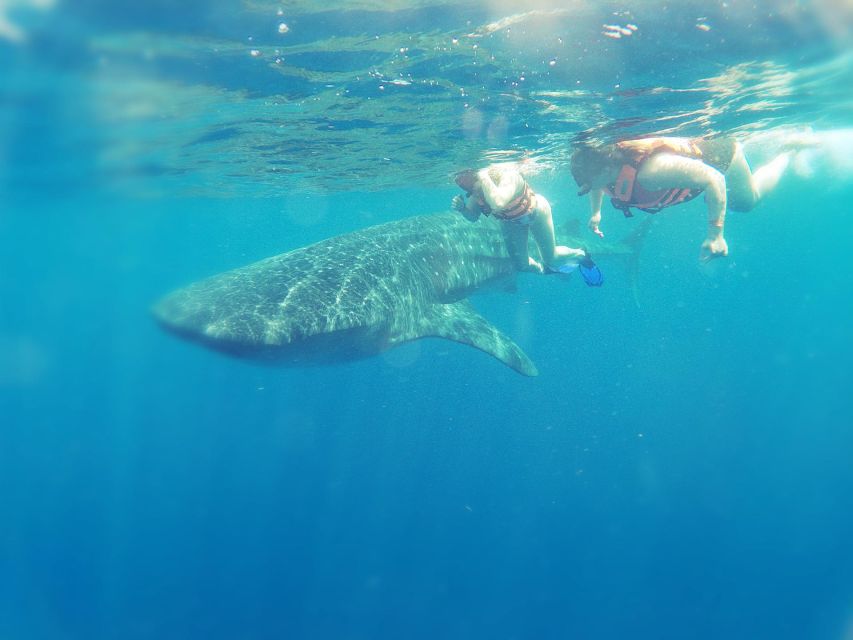 Isla Mujeres: Whale Shark Tour - Booking and Payment