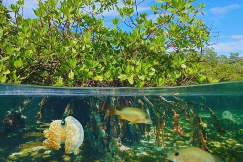 Isla Saona Speedboat Tour - Lunch, Wildlife & Natural Pools - Authentic Encounters and Practical Details