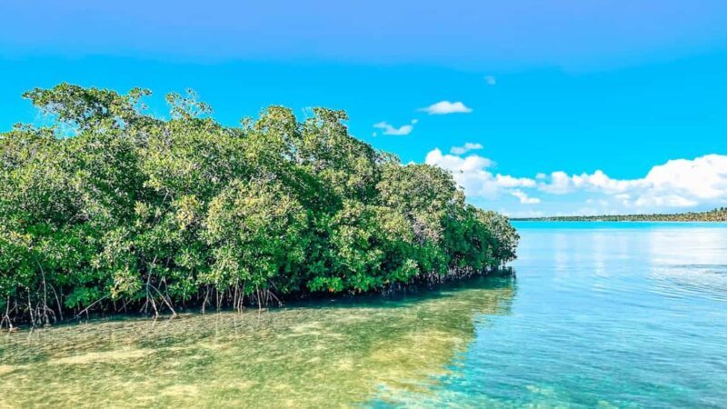 Isla Saona Speedboat Tour - Lunch, Wildlife & Natural Pools - The Sum Up