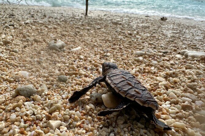 Island Day Tour Santo's Best Snorkeling Marine Sanctuary - Pricing and Value