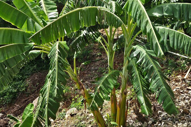Island Eco Farm Tour with Local Treats and Sapphire Beach Time - An In-Depth Look at the Tour