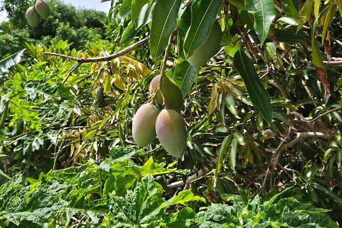 Island Eco Farm Tour with Local Treats and Sapphire Beach Time - FAQ