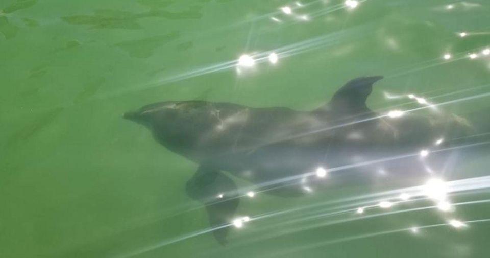 Island Paradise: Dolphin, Shelling, Birding Eco Boat Tour - Highlights of the Tour