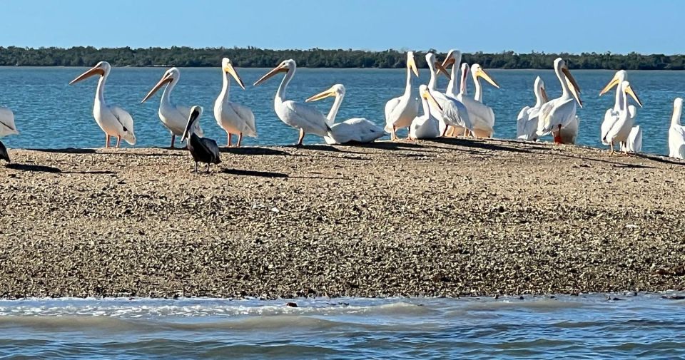 Island Paradise: Dolphin, Shelling, Birding Eco Boat Tour - Experienced Tour Guides