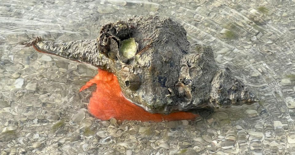 Island Paradise: Dolphin, Shelling, Birding Eco Boat Tour - Wildlife Sightings