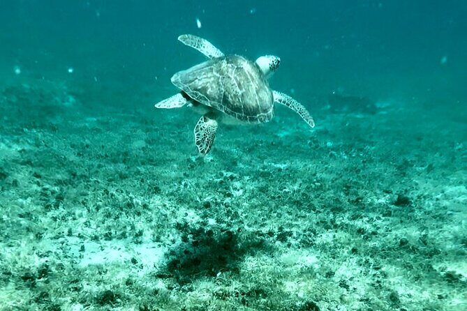 Island & Snorkeling Tour  Smuggler + Cane Garden Bay - Exploring the Itinerary — What You Can Expect